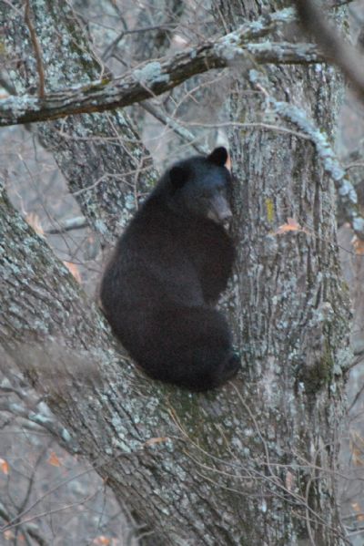 Bear hanging out in a tree next to the cabin