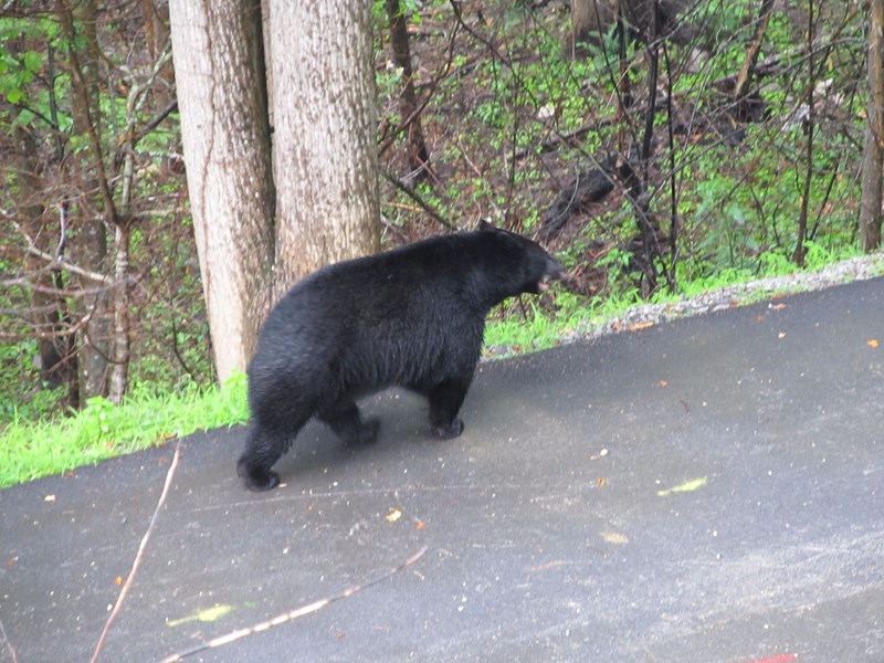 An occasional visitor