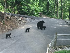Occasional visitors